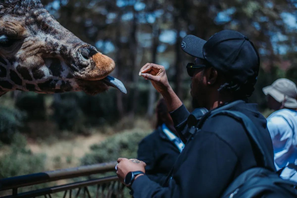 A man in a black cap offers a pellet to a giraffe with its tongue out at the Giraffe Centre