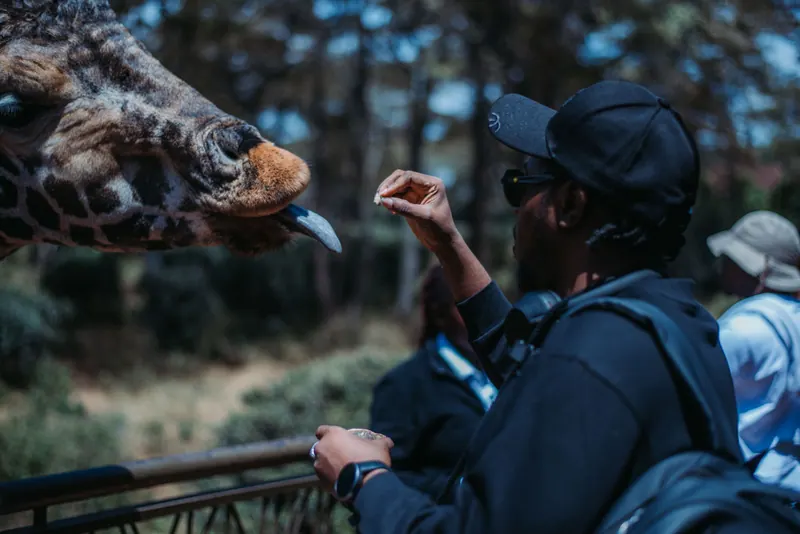 A man in a black cap offers a pellet to a giraffe with its tongue out at the Giraffe Centre